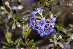 Halgania andromedifolia (Halgania andromedifolia)
