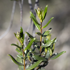 Halgania andromedifolia (Halgania andromedifolia)