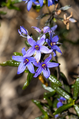 Halgania andromedifolia (Halgania andromedifolia)