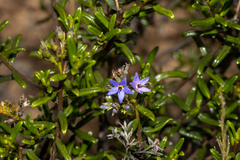 Halgania andromedifolia (Halgania andromedifolia)