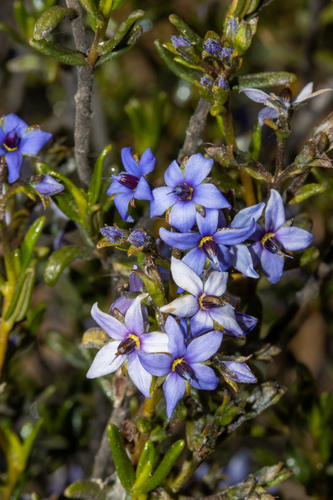Halgania andromedifolia (Halgania andromedifolia)