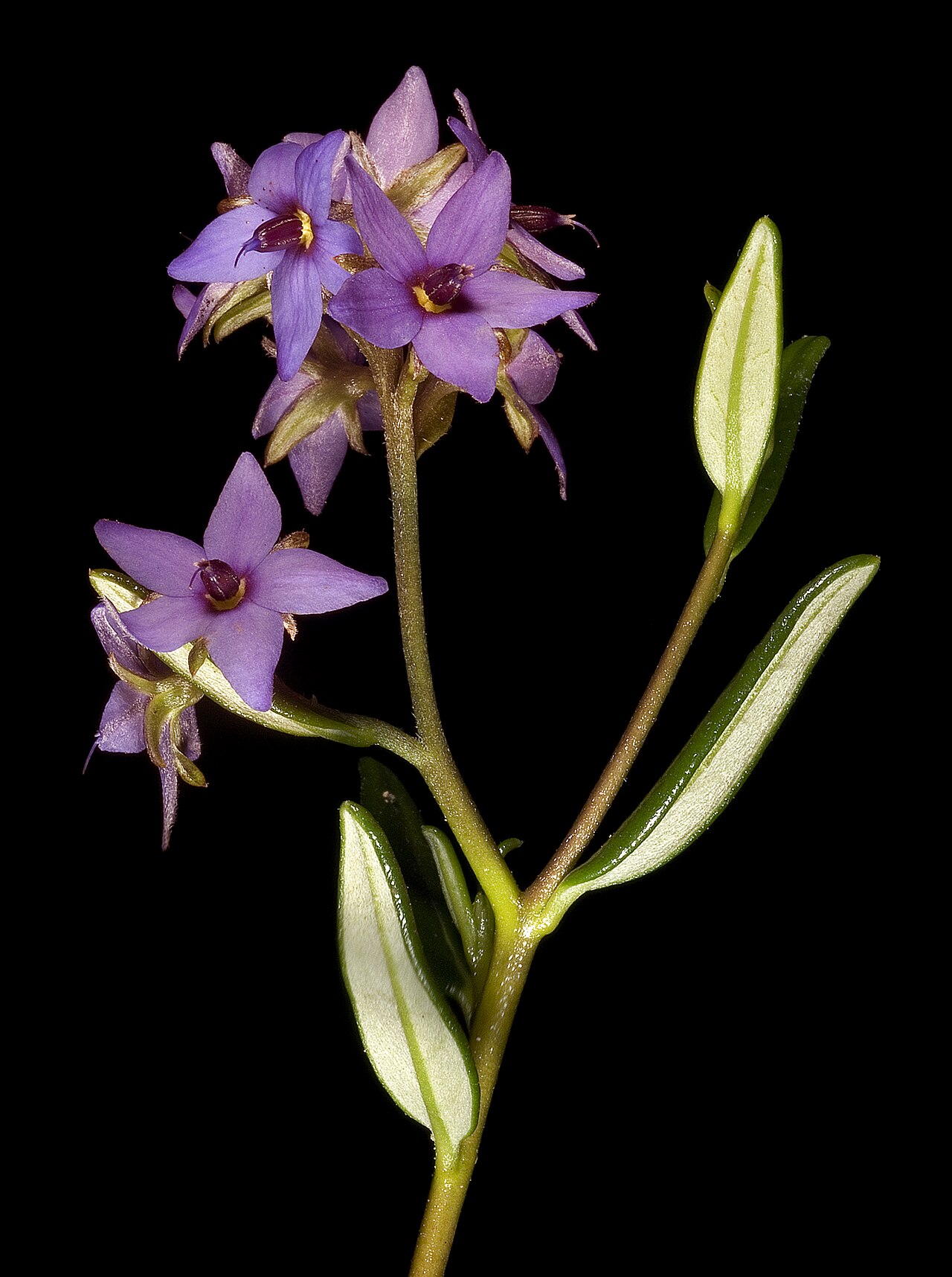Halgania andromedifolia: KRT3726