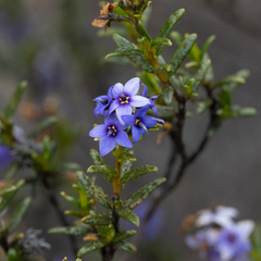 Halgania andromedifolia (Halgania andromedifolia)