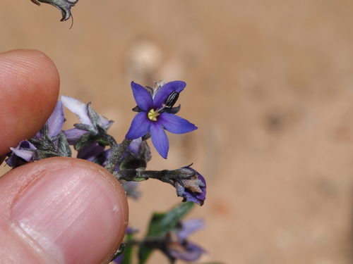 Halgania andromedifolia (Halgania andromedifolia)