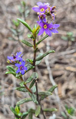 Halgania andromedifolia (Halgania andromedifolia)