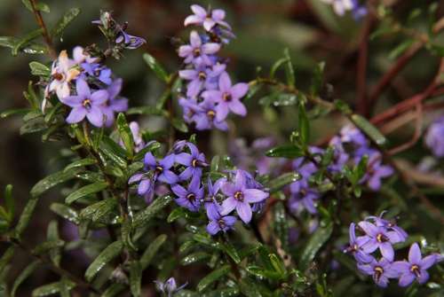 Halgania andromedifolia (Halgania andromedifolia)