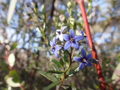 Halgania andromedifolia (Halgania andromedifolia)