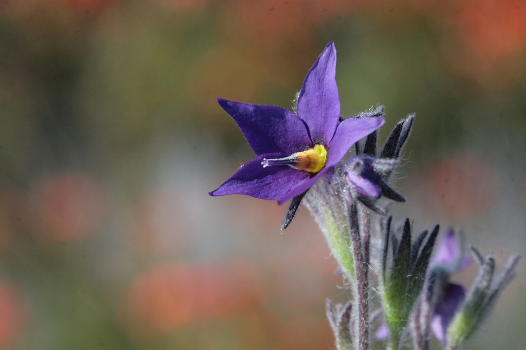 Halgania argyrophylla (Halgania argyrophylla)