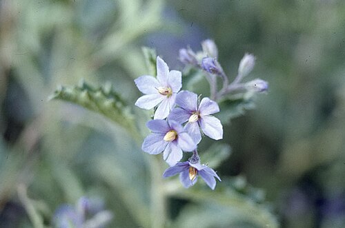 Halgania brachyrhyncha: Halgania brachyrhynca growing near Murrumbop Gap NSW