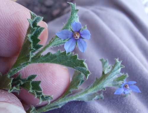 Halgania brachyrhyncha (Halgania brachyrhyncha)