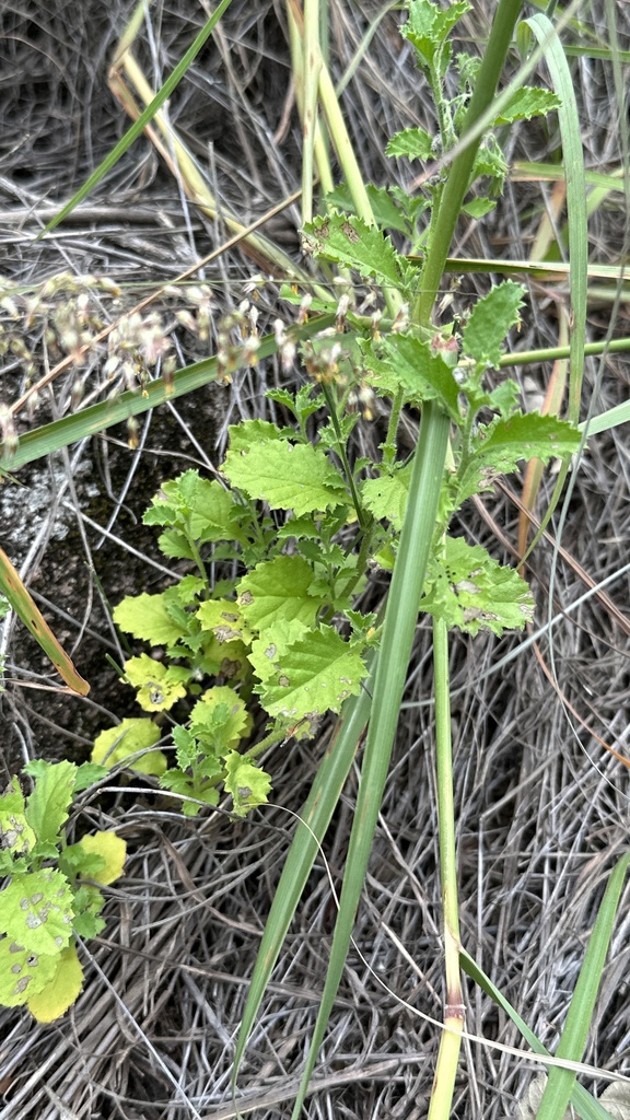 Halgania brachyrhyncha (Halgania brachyrhyncha)