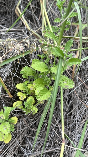 Halgania brachyrhyncha (Halgania brachyrhyncha)