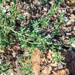 Halgania brachyrhyncha (Halgania brachyrhyncha)