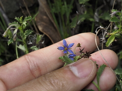 Halgania brachyrhyncha (Halgania brachyrhyncha)