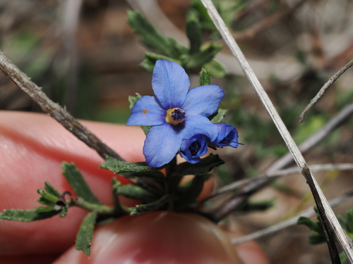 Rough Halgania (Halgania cyanea)