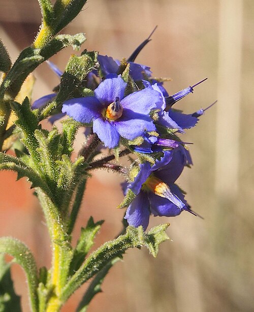 Rough Halgania: Halgania cyanea var. "Allambi Stn" flowers