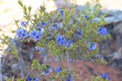 Rough Halgania (Halgania cyanea)