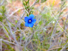 Rough Halgania (Halgania cyanea)