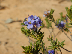 Rough Halgania (Halgania cyanea)