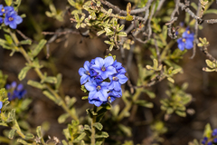 Rough Halgania (Halgania cyanea)