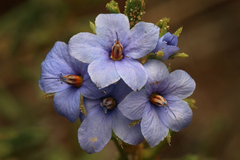 Rough Halgania (Halgania cyanea)