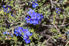 Rough Halgania (Halgania cyanea)
