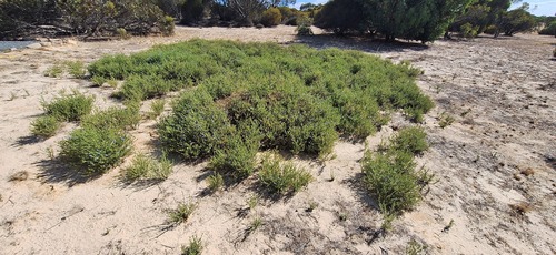 Rough Halgania (Halgania cyanea)