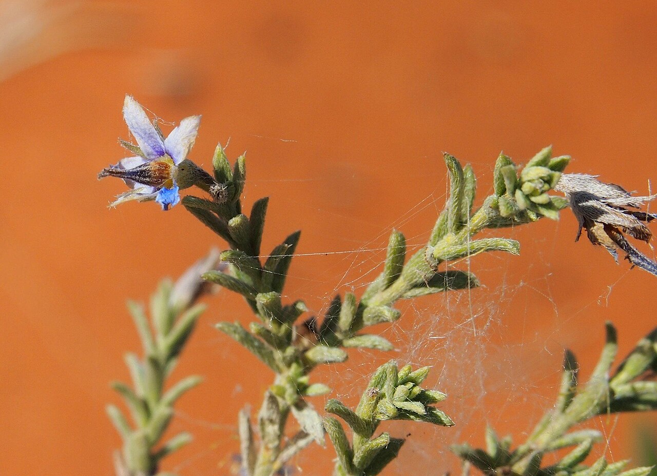 Halgania erecta: Halgania erecta flower