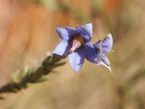 Halgania erecta: Halgania erecta flower