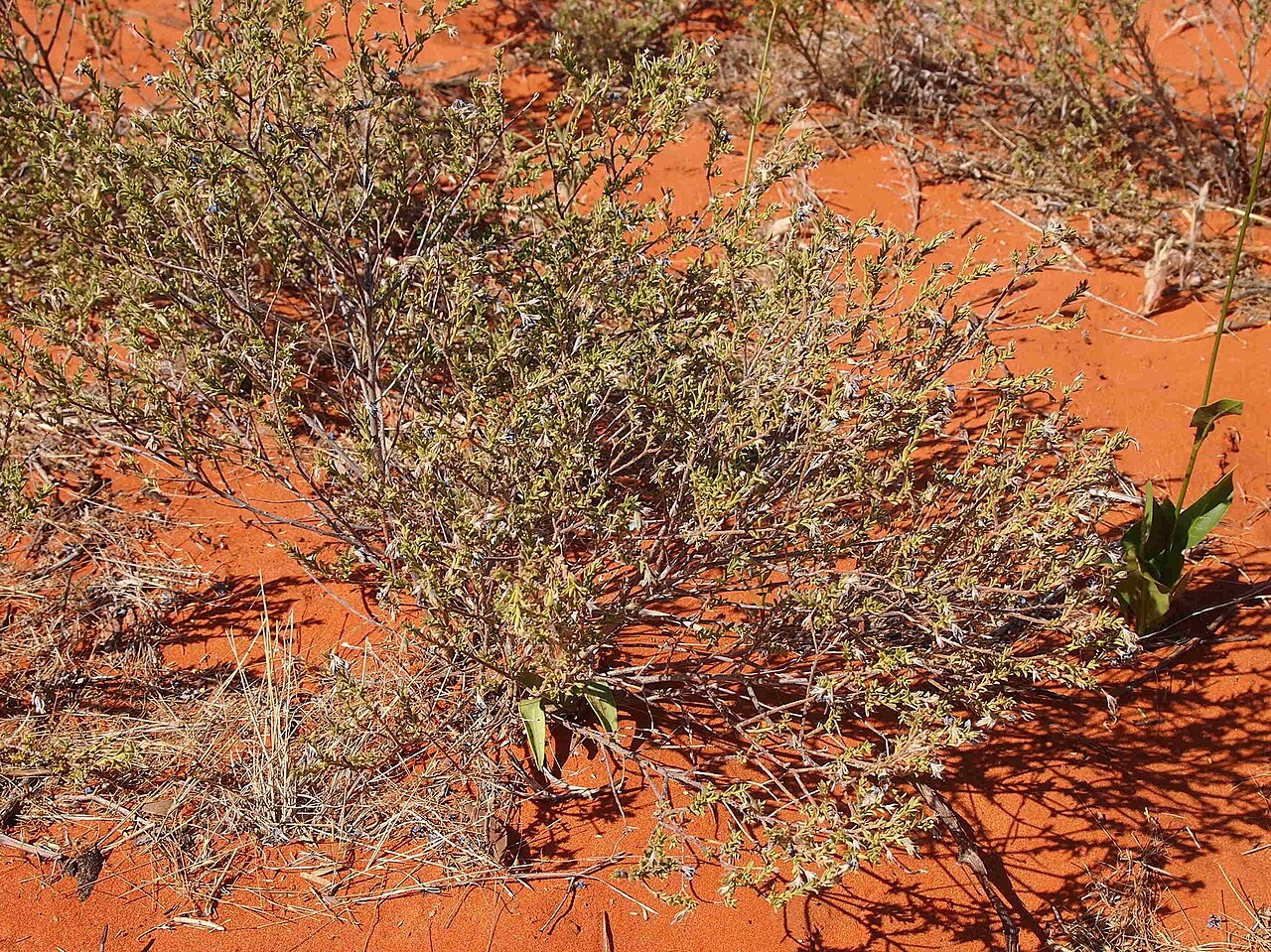 Halgania erecta: Halgania erecta