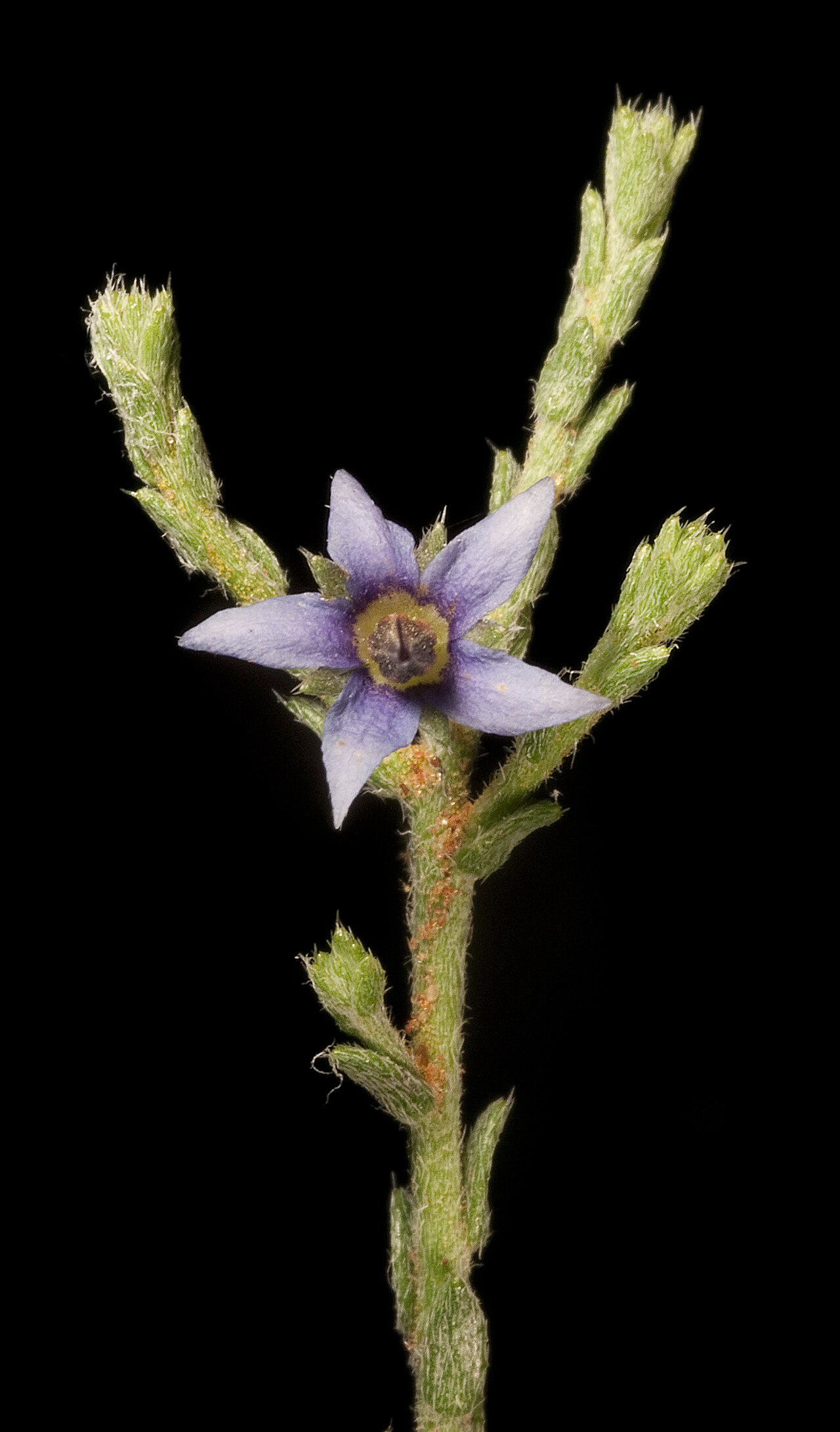 Halgania erecta: KRT4834