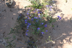 Halgania littoralis (Halgania littoralis)