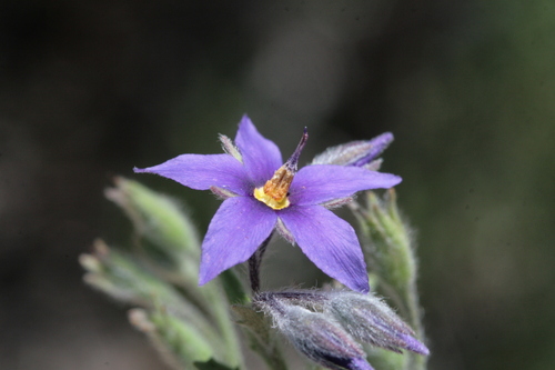 Halgania sericiflora (Halgania sericiflora)