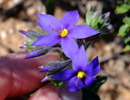 Halgania sericiflora (Halgania sericiflora)