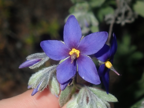 Halgania sericiflora (Halgania sericiflora)