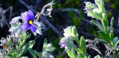 Halgania sericiflora (Halgania sericiflora)