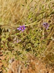 Halgania solanacea (Halgania solanacea)