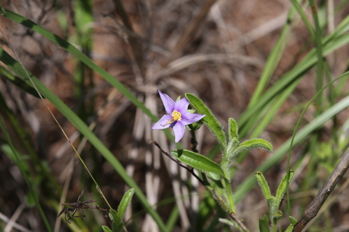 Halgania solanacea (Halgania solanacea)