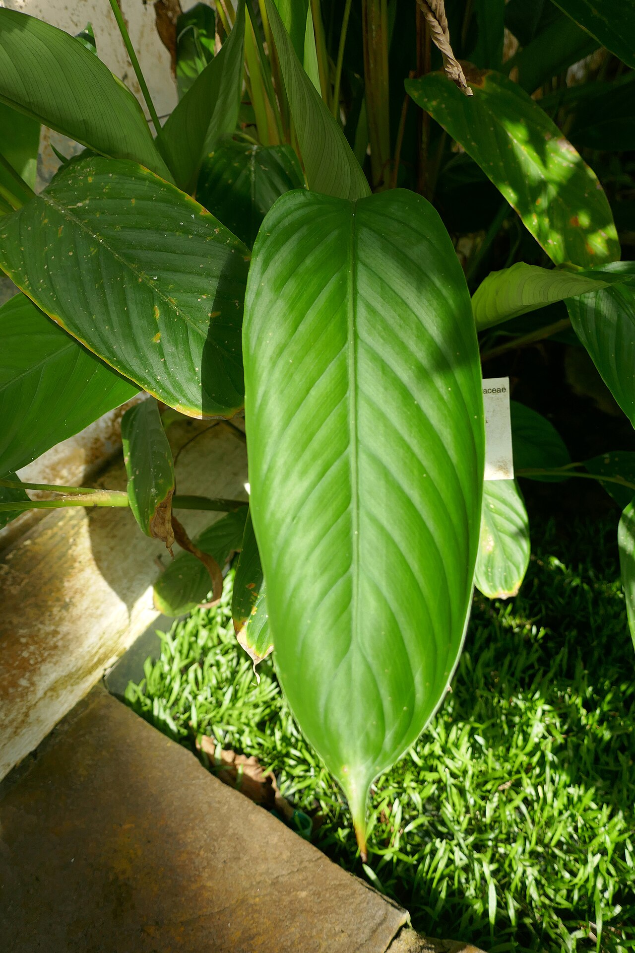 Halopegia azurea: Halopegia azurea (K.Schum.) K.Schum. nl : Blauwe halopegia fr : Halopegia bleue Afrique tropicale. Jardin botanique Meise (Belgique).