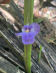 Halopegia azurea (Halopegia azurea)