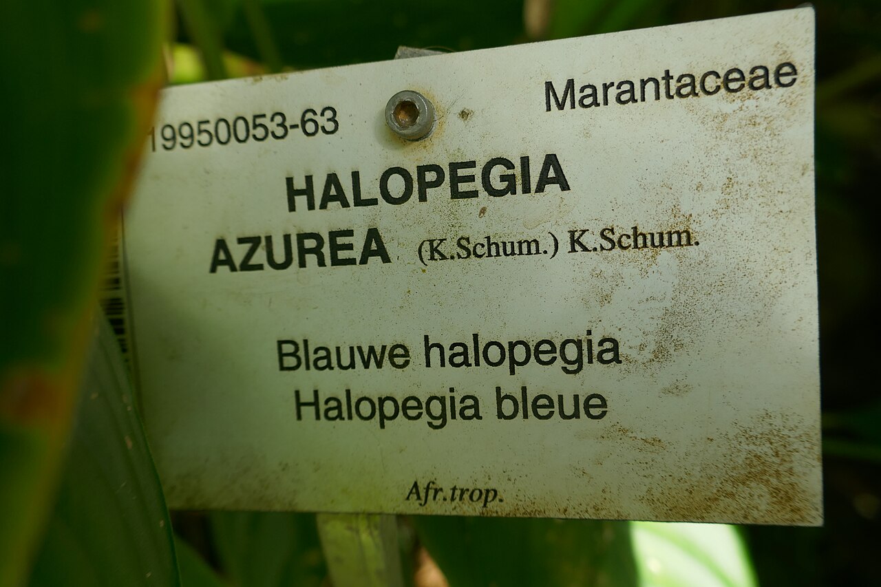 Halopegia azurea: Halopegia azurea (K.Schum.) K.Schum. nl : Blauwe halopegia fr : Halopegia bleue Afrique tropicale. Jardin botanique Meise (Belgique).