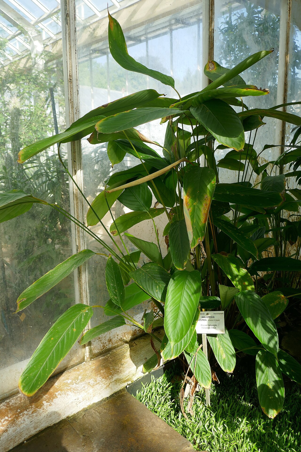 Halopegia azurea: Halopegia azurea (K.Schum.) K.Schum. nl : Blauwe halopegia fr : Halopegia bleue Afrique tropicale. Jardin botanique Meise (Belgique).