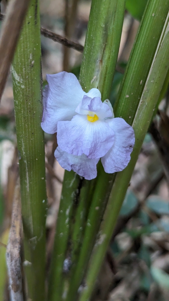 Halopegia azurea (Halopegia azurea)