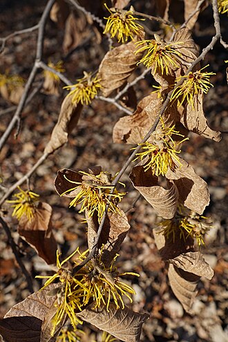 Chinese witch hazel: Hamamelis mollis (Chinese Witch-hazel) open flowers and retained foliage