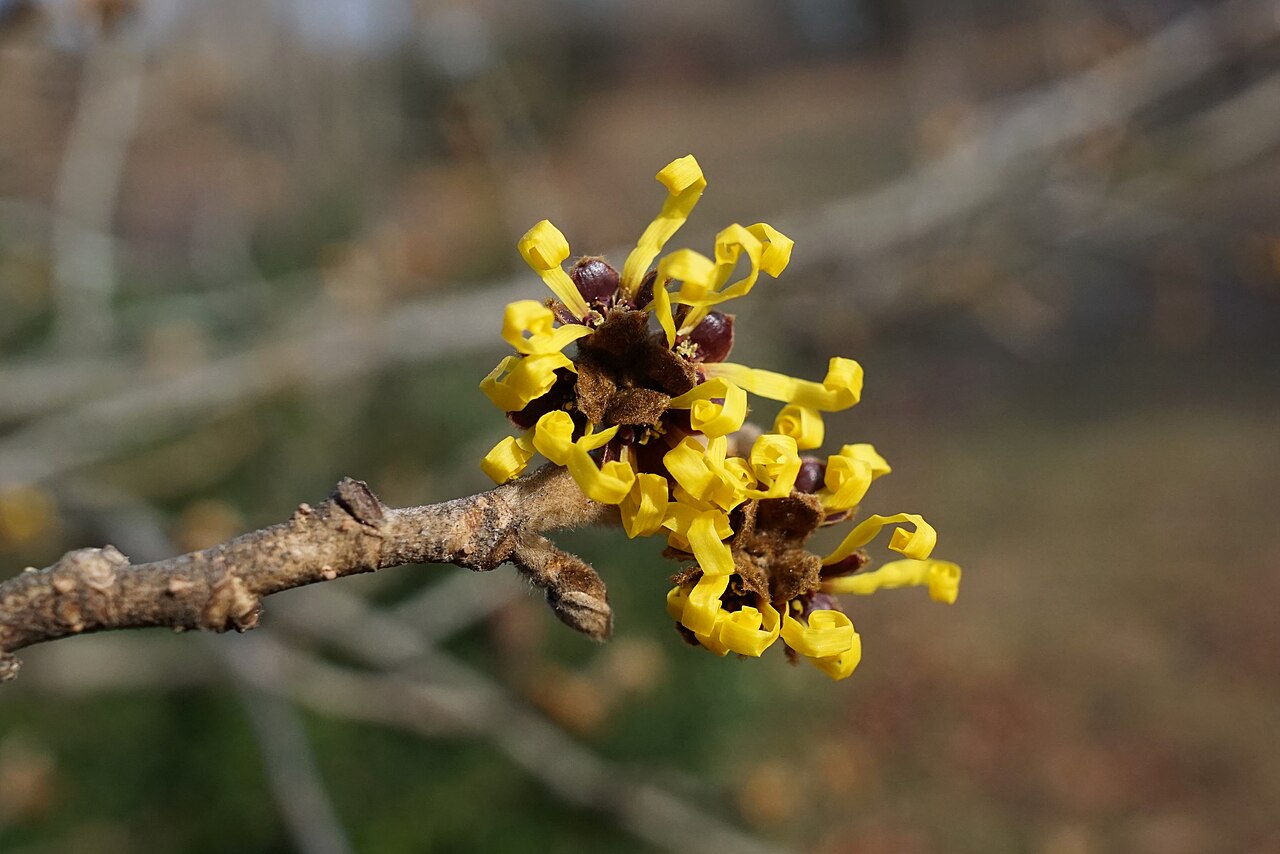 Chinese witch hazel: Hamamelis mollis (Chinese Witch-hazel) Open flowers