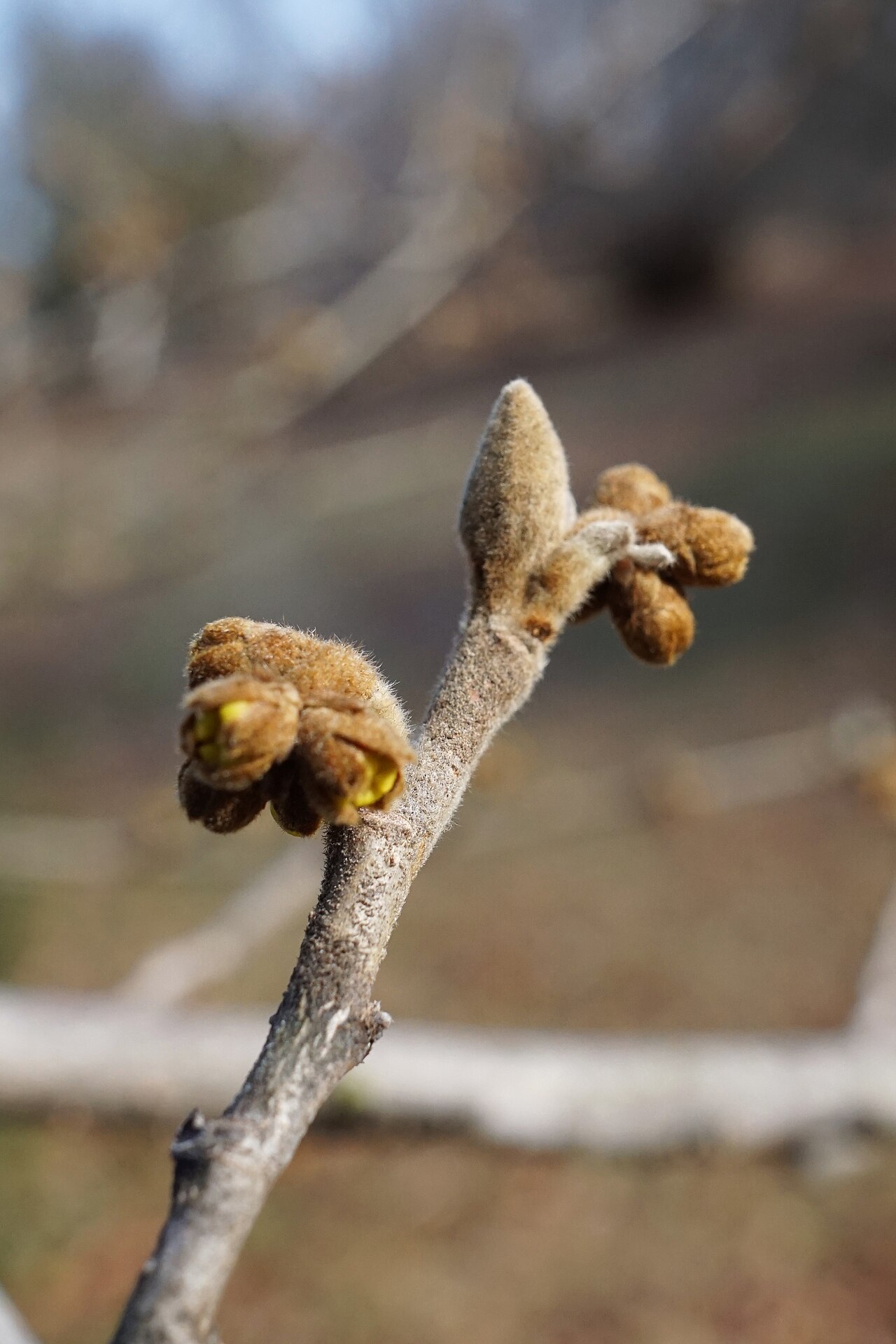 Chinese witch hazel: Hamamelis mollis (Chinese Witch-hazel) winter buds