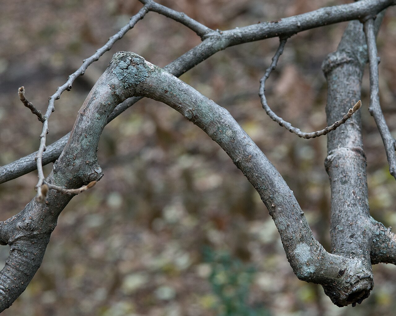 Chinese witch hazel: Hamamelis mollis