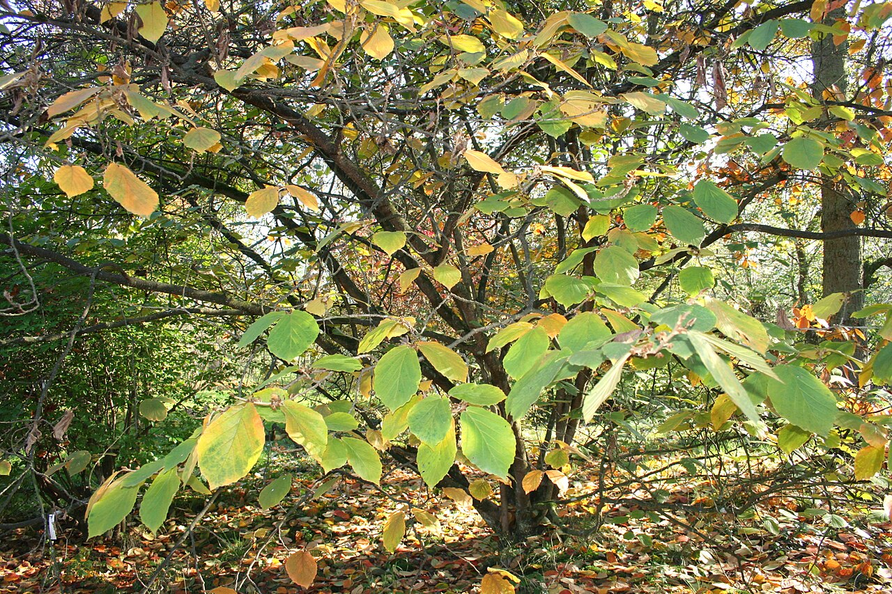 Chinese witch hazel: Feuilles de l' Hamamelis molis