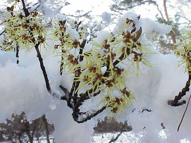 Chinese witch hazel: Species : Hamamelis mollis Family : Hamamelidaceae Image No. 1