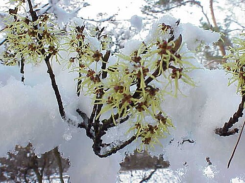 Chinese witch hazel: Species : Hamamelis mollis Family : Hamamelidaceae Image No. 1